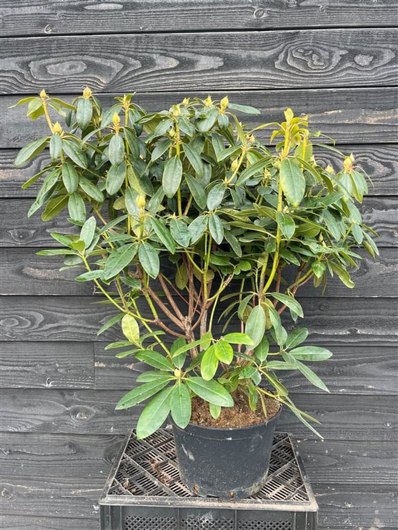 Rhododendron ‘Catawb. Grandiflorum’